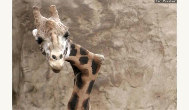 #SantaClaranaCP me ajude com um travesseiro, porque eu esqueci e vou sair da #CPRrecife4 assim...