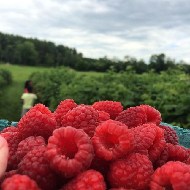 farfromharmfarm's tweet image. It&apos;s a perfect day for doing this! #twitter #raspberry #raspberrypicking