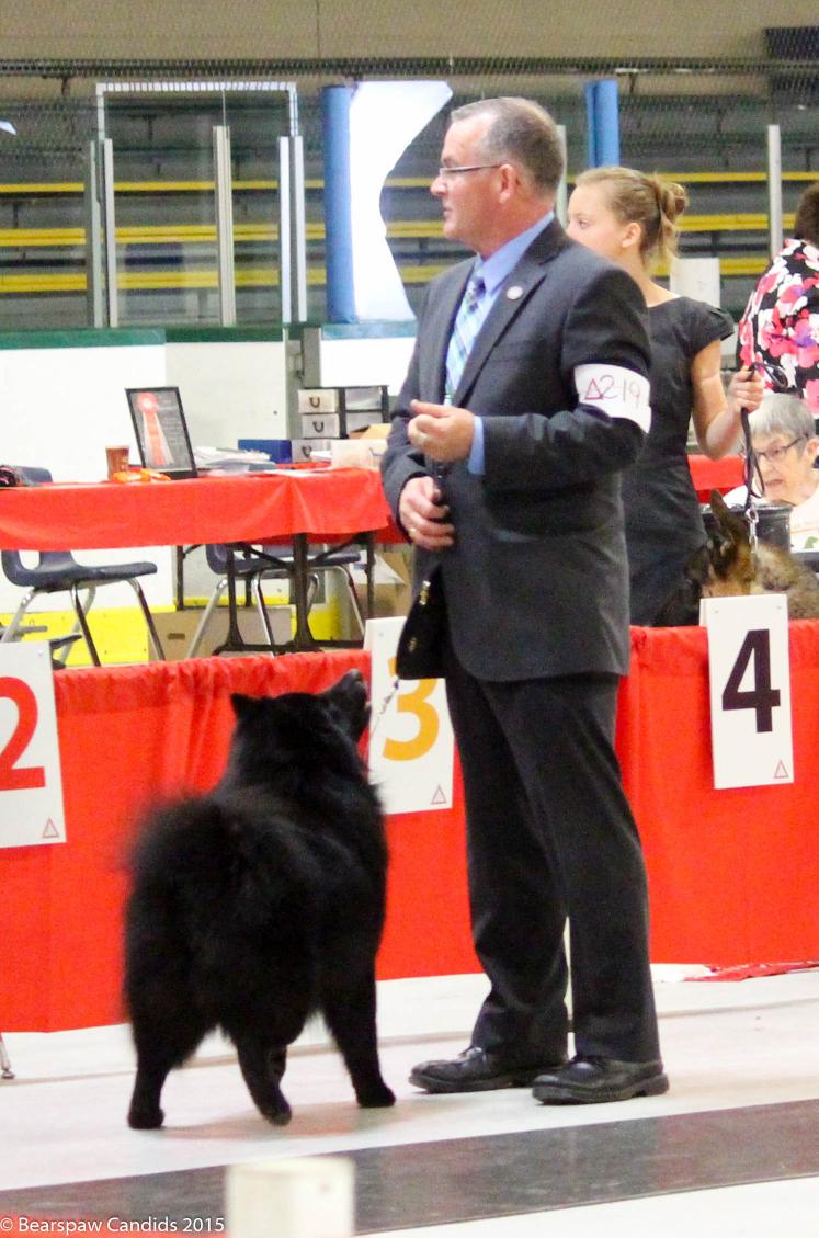bearspawlappies's tweet photo. #OdintheLappy BOB/G4@ #LCOKC today! #Suomenlapinkoira #FinnishLapphund #BearspawFinnishLapphunds #Lapinkoira http://t.co/27oiLRbWSb
