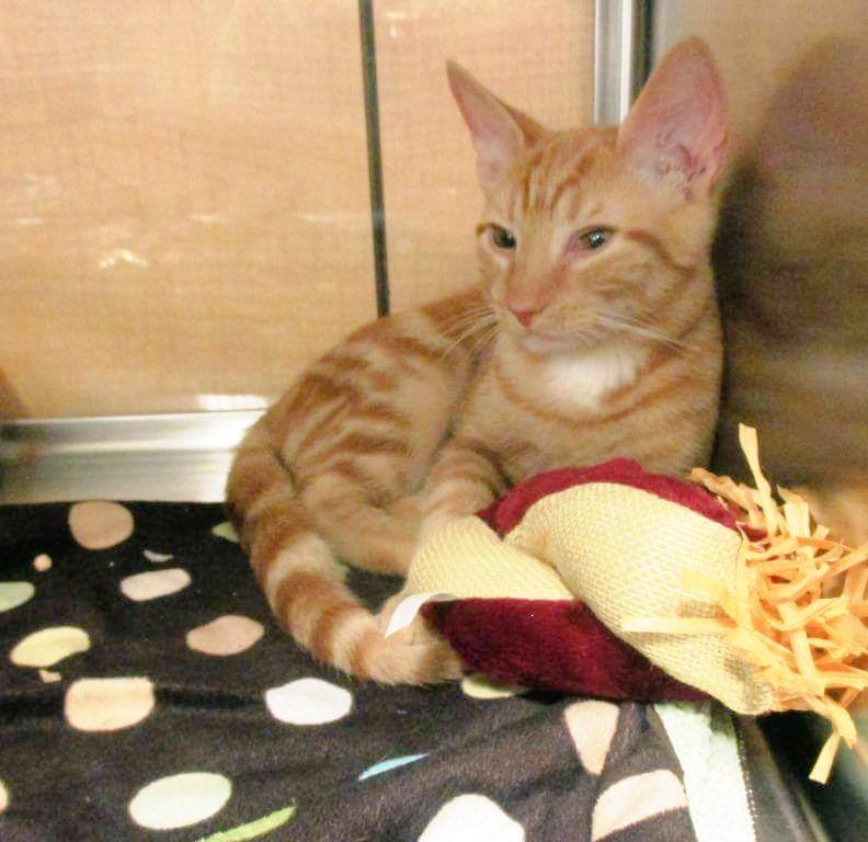Visit with Milo &amp; friends this Saturday 1p-3p.  They are available for adoption through Caswell Pet Lifeline.