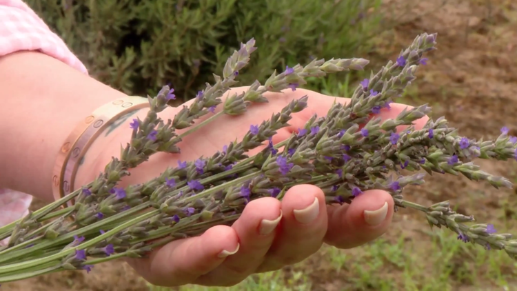 TasteTexasTV's tweet photo. The crew takes a trip to Brenham, Texas to visit the Chappell Hill Lavender Farm.  http://t.co/0EwHVGT84e http://t.co/e3zUVACFIY