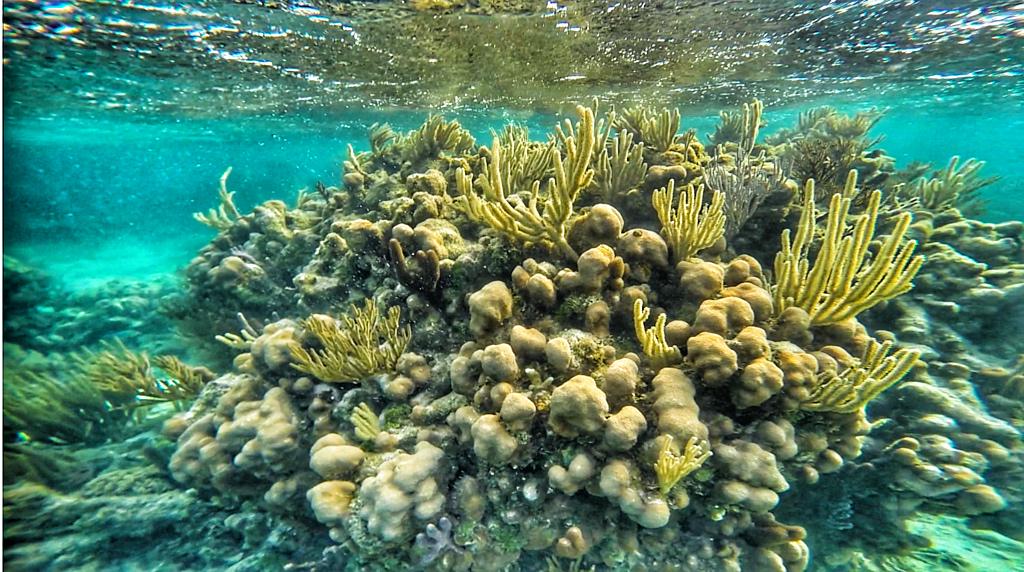 cala's tweet photo. Recordando un inolvidable snorkeling en los arrecifes de #Roatan #Honduras "Deep Soul Challenge" te espera Mayo 2016 http://t.co/W5FC8pHMxu