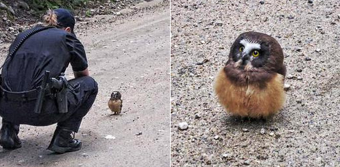 Adorably's tweet photo. A wandering baby owl got a talking-to from a police officer http://t.co/daEVwuiS2S http://t.co/O13Ztg0vev