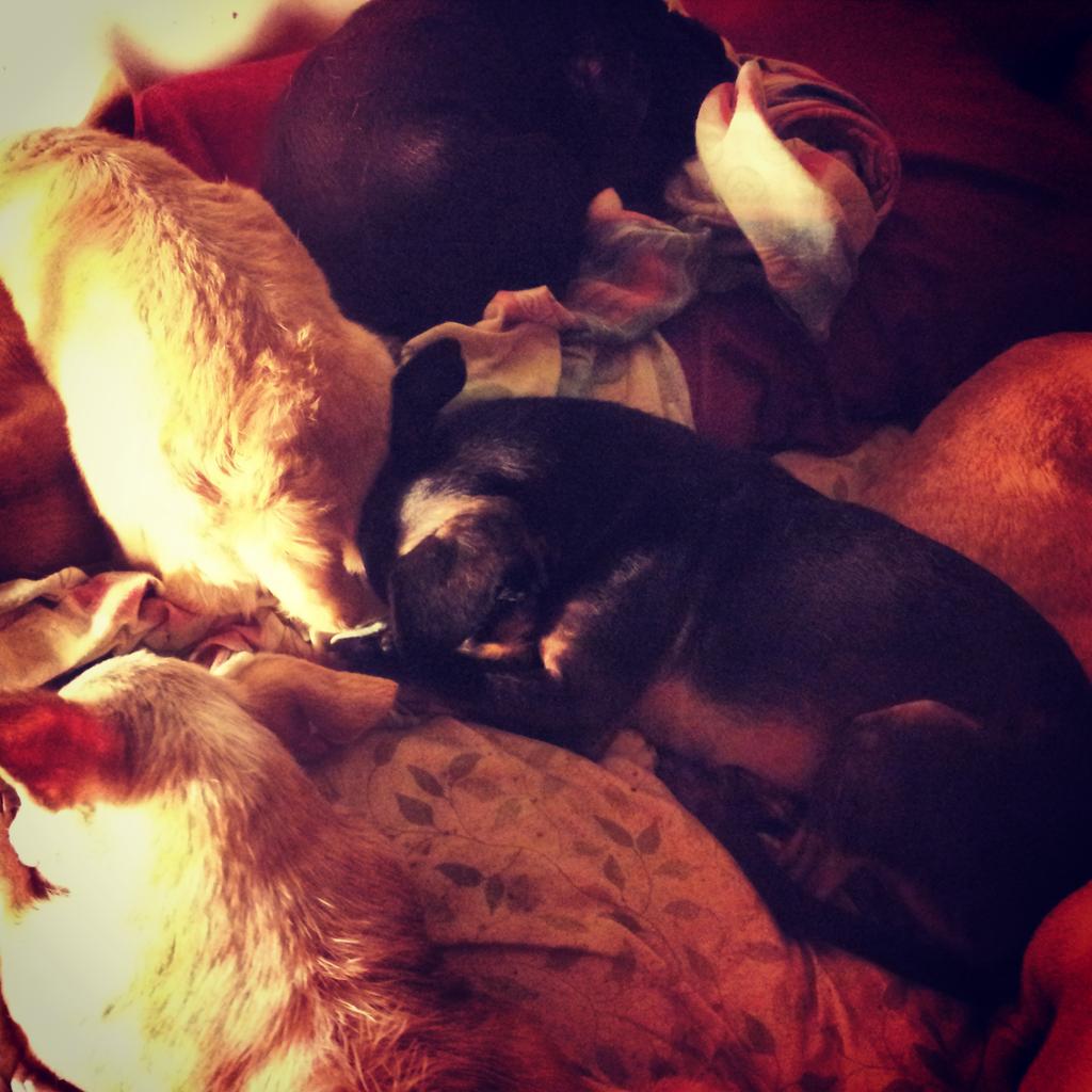 PugHollow's tweet image. I planned on sleeping here somewhere... #bedtimeproblems #dogsofinstgram #pughollow