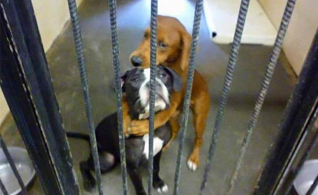 El_Universal_Mx's tweet photo. #LoMásLeído Un 'abrazo' salvo a dos perros de morir; imagen conquistó redes sociales http://t.co/Gfr9uROFoA http://t.co/EktEGm0pZo