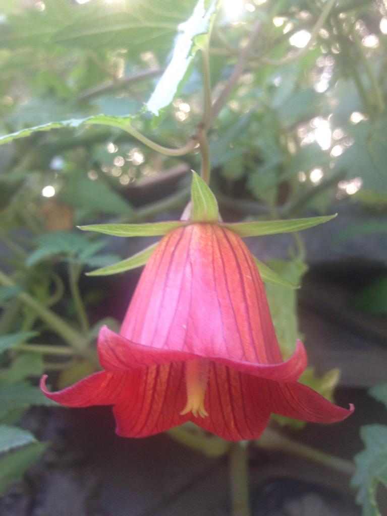 StephenJForbes's tweet image. #Canarina canariensis (Campanulaceae) from (unsurprisingly) Canary Is in Classground #Adelaide @BotGardensSA