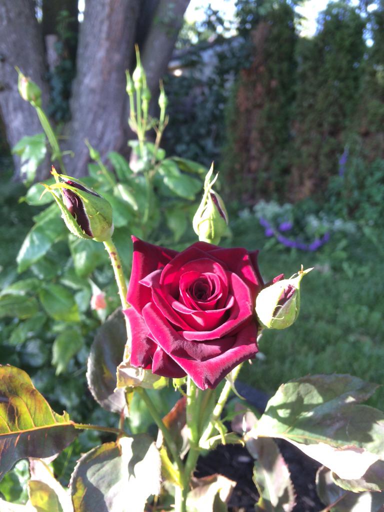 Life_w_Louie's tweet image. The Black Rose has finally bloomed!! #rosegarden #backyardprojects