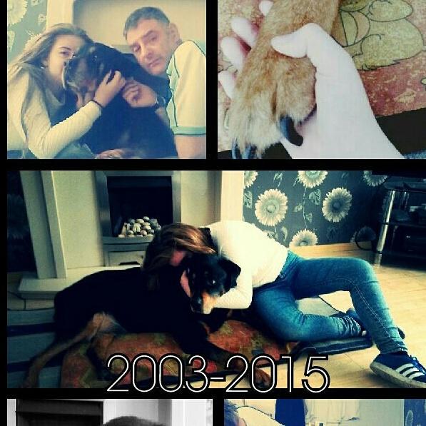 abb_bowes's tweet photo. R.I.P Apollo your finally in peace☺ with your companion Bruno.. i love and miss you! 😘 24.07.15 http://t.co/xYhHYwJdky