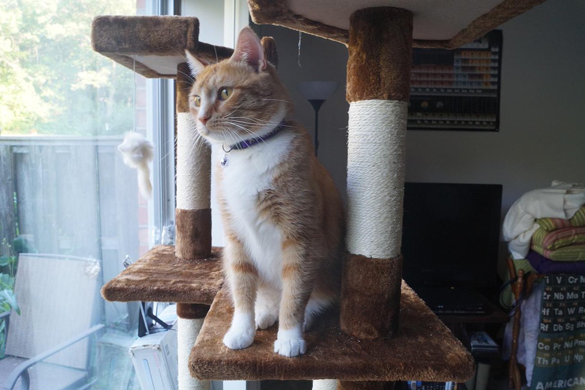 tralfamadorable's tweet photo. After three days, Alchemy has almost made it to the top of his new cat tree. #kittensteps #catlady http://t.co/xlKXeS9Ii9