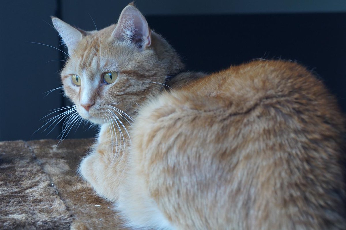 tralfamadorable's tweet photo. After three days, Alchemy has almost made it to the top of his new cat tree. #kittensteps #catlady http://t.co/xlKXeS9Ii9