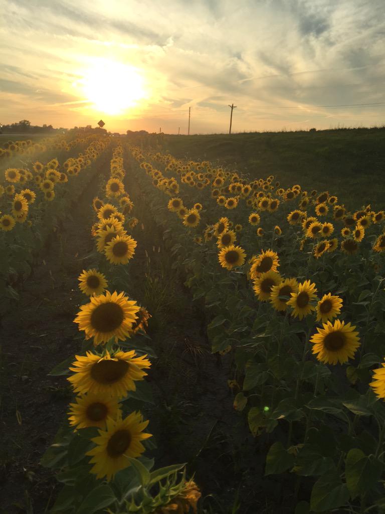 GraysonMackk's tweet photo. JUST PASSED A SUNFLOWER PATCH ON THE SIDE OF THE ROAD. 🌻 #neverbeenhappier #praisetheOne http://t.co/F7nXVTNLGO