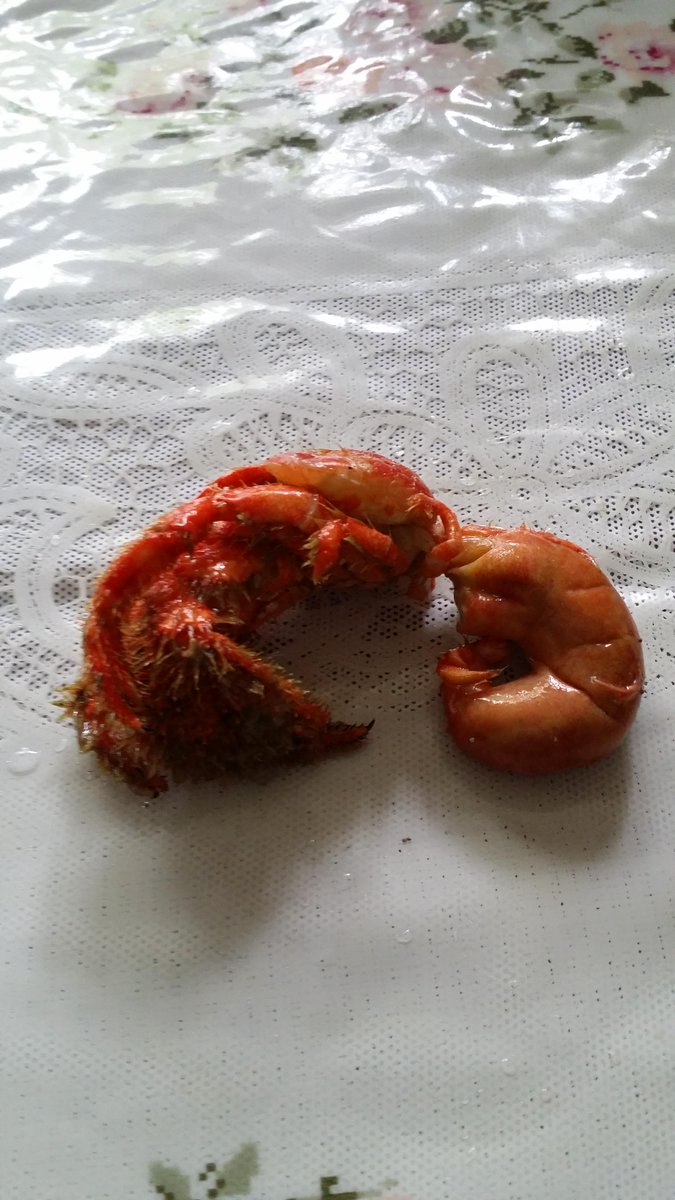 トマト蛙 ツブ貝の中にいらっしゃったヤドカリ 昆虫のような腹部は螺旋状の巻貝にしっかり収まるようになってる 巻貝専門のヤドカリ 味まで試す勇気はなかった Http T Co Czoj1v81vo