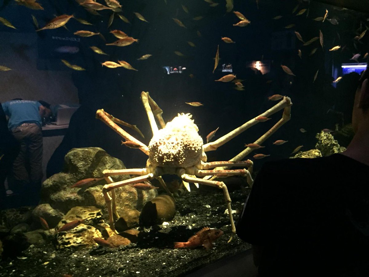 稲葉白 かんどちゃん 巻 発売中 در توییتر 沼津港深海水族館 足を広げると3メートル超えるカニ 化け物だ Http T Co 7qrghyxkjw 稲葉白 かんどちゃん 巻 発売中 در توییتر 沼津港深海水族館 足を広げると3メートル超えるカニ 化け物だ Http T Co 7qrghyxkjw