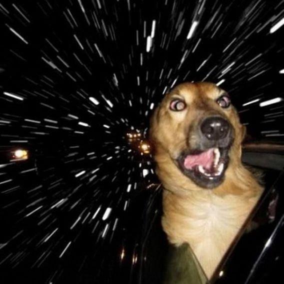 loompafarms's tweet photo. When #Underfoo hits #dog #GiftedGrower #realog #realdog #UnderdogOG #OverlordOG #YetiOG #โฆ http://t.co/gX1XtU24tU http://t.co/FsATsG628e
