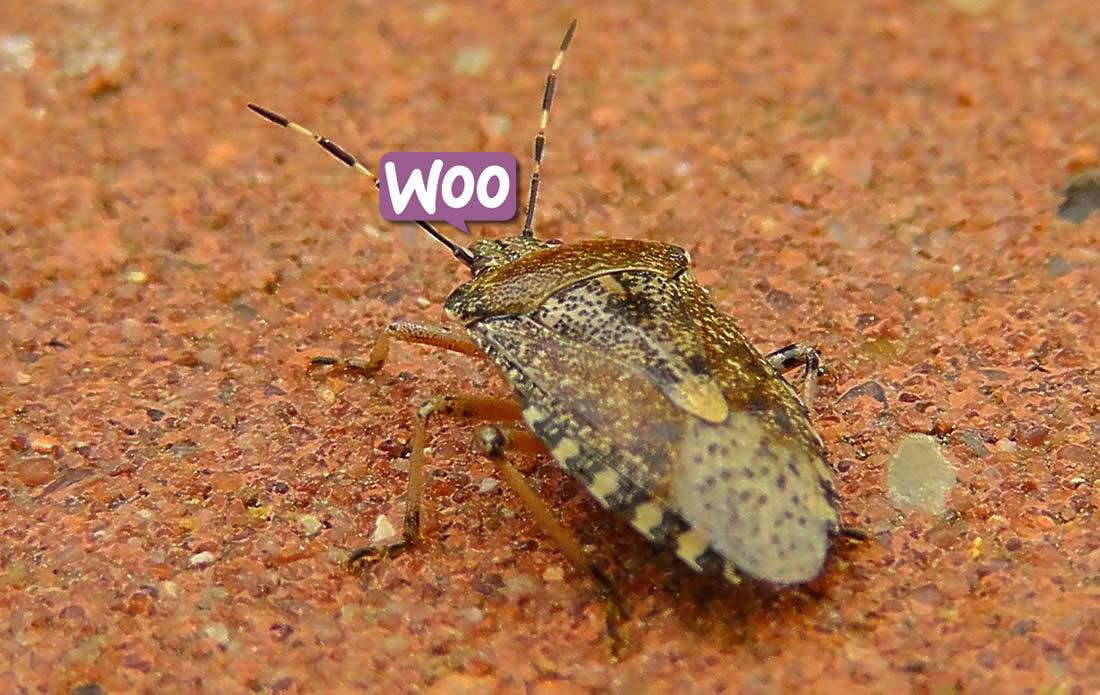 Art2WebStudio's tweet image. Como corrigir o layout “quebrado” no Woocommerce : art2web.com.br/wordpress/como…