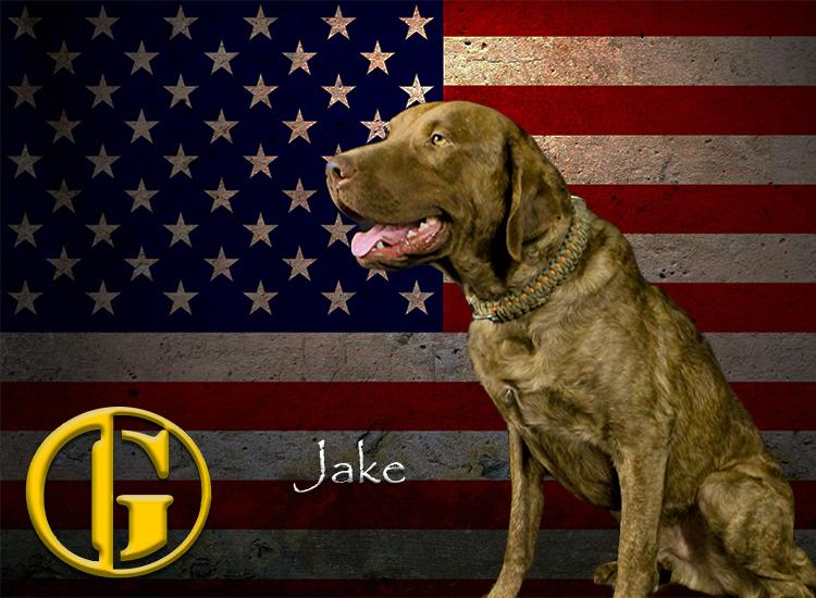 gruntwaterfowl's tweet photo. Jake, One of the #GruntWaterfowl pups! @muddypointer @HAULINBASS25 @shwacker2 @Justin417wftv @Hard_Core_Decoy http://t.co/1Ur1lPbsyG