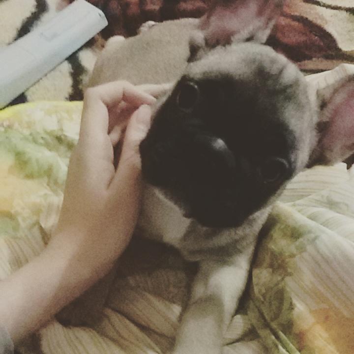 Haha, my little dog, your name Happy ฅ'ω'ฅ