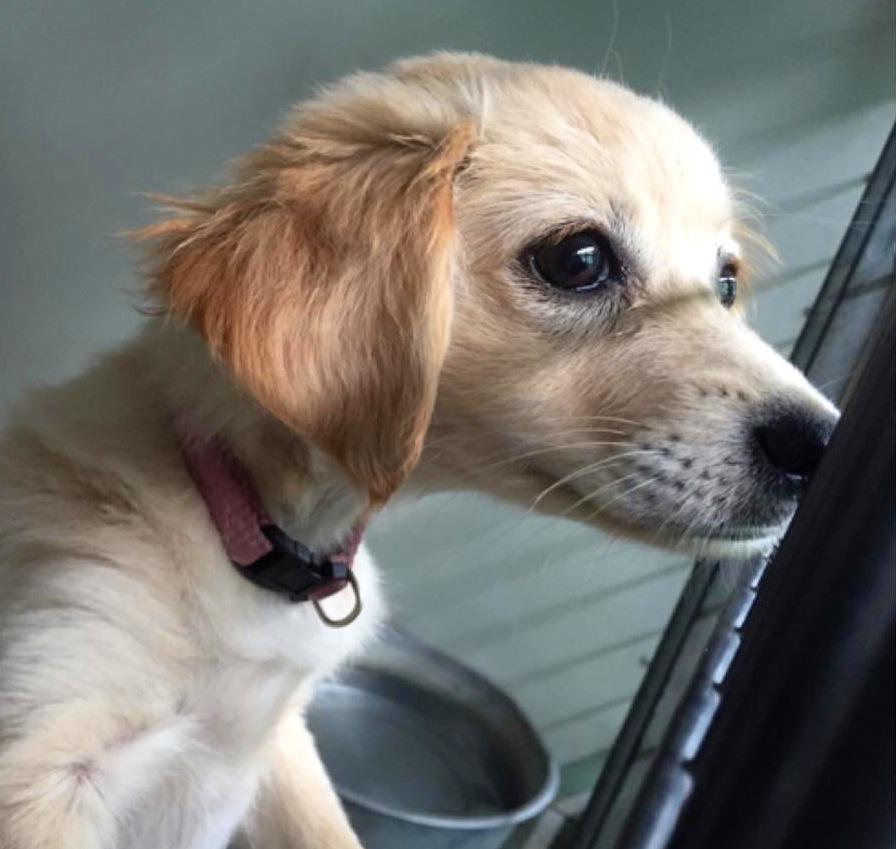 Hot Dogs Grooming (_Hot_Dogs_) Twitter