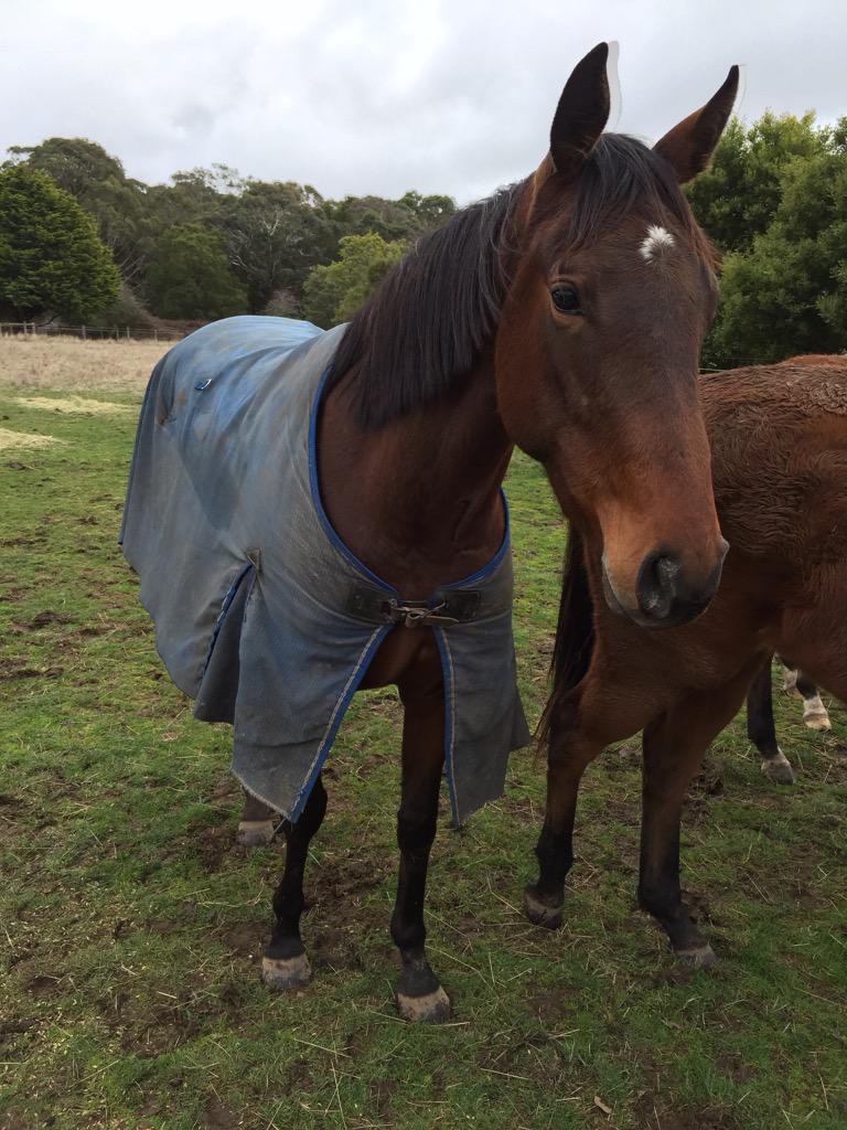 redinkracing's tweet photo. Quick visit to @MirandaPark888 to visit the girls #Lucy #divinerubi #thunderrain http://t.co/SUfJLcljAX