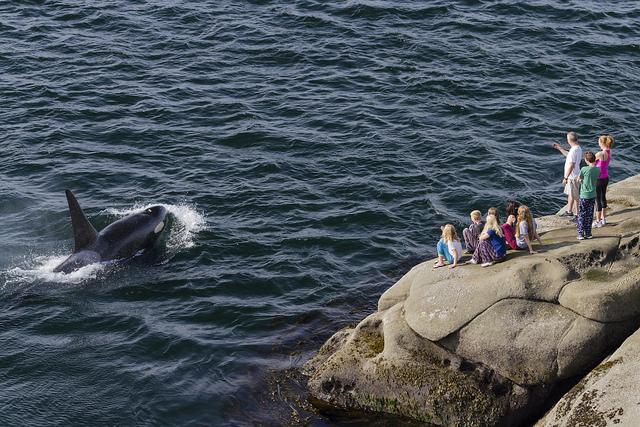 SunnySaturna's tweet photo. Endangered resident orca off Saturna. Miles Ritter. @nature_org @world_wildlife @Arkive @wildlife_photo @TvsSimonKing http://t.co/Gz0kNbdDhe