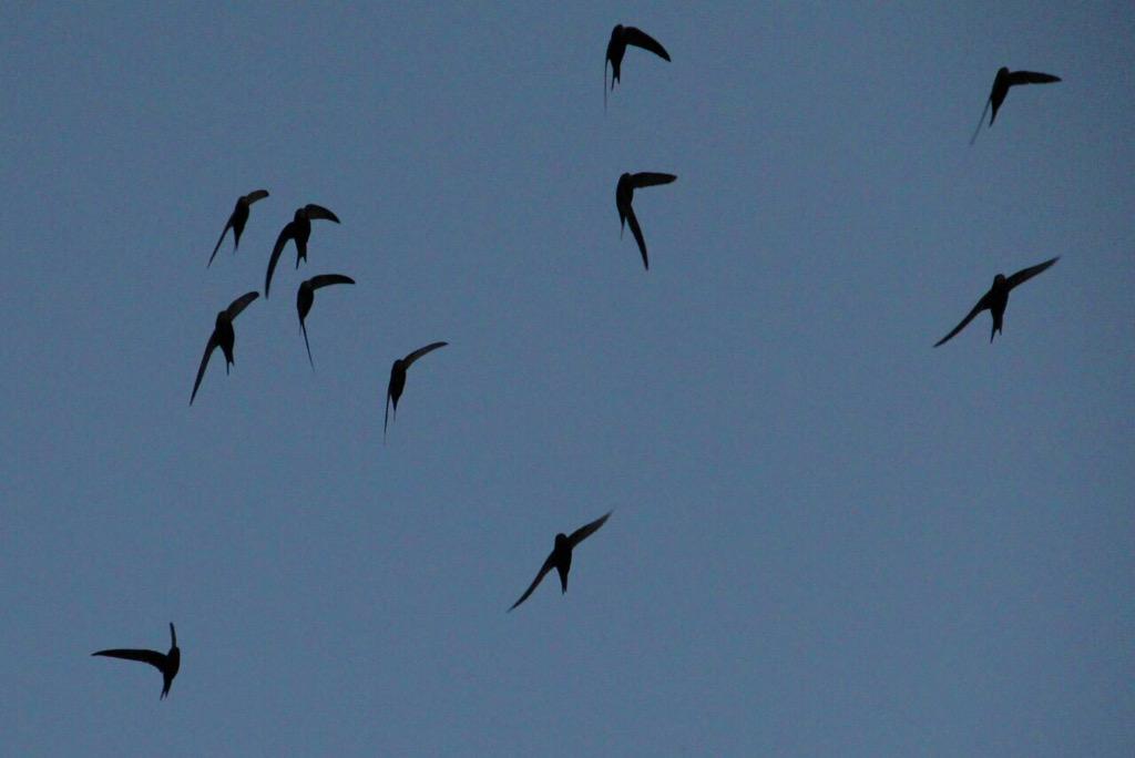 Met Stadsornitholoog Gert de Jong: #Gierzwaluwen vertrekken. Prachtig foto: Koen Wonders