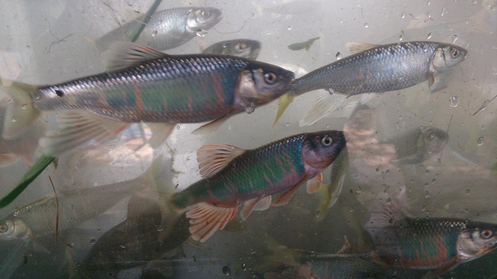 関東で投網とガサガサ Twitter वर 不老川の調査 ヤマベ オイカワ がとてもたくさんとれました 婚姻色もとても綺麗です 他にはカワムツ ジュズカケハゼ ヌマムツ フナ コイがとれました ヤマベ釣りが好きなかたはぜひ行ってみてください 今は水量が多い