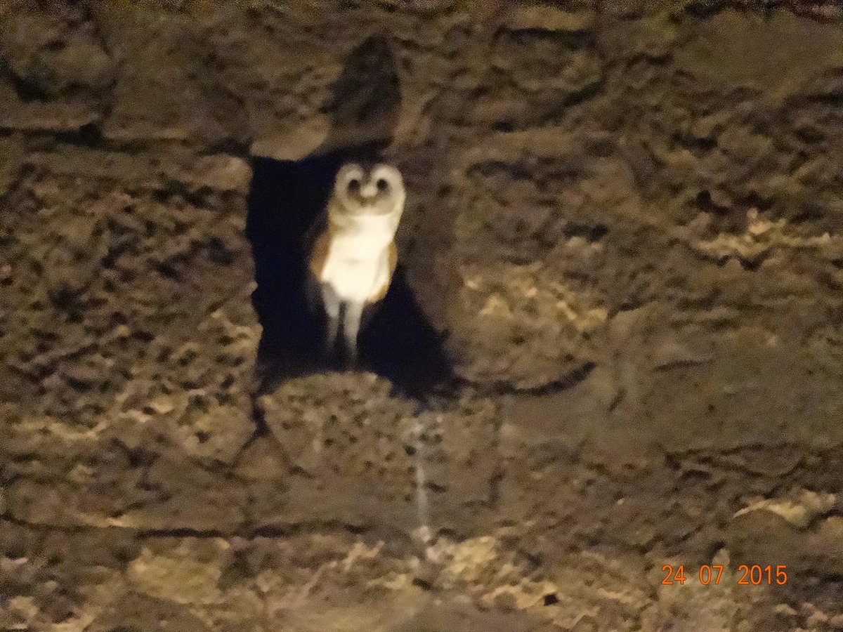 wa7adnoory's tweet photo. #Bahrain_Fort #Owls make good use of the fort http://t.co/KZAMZxipom