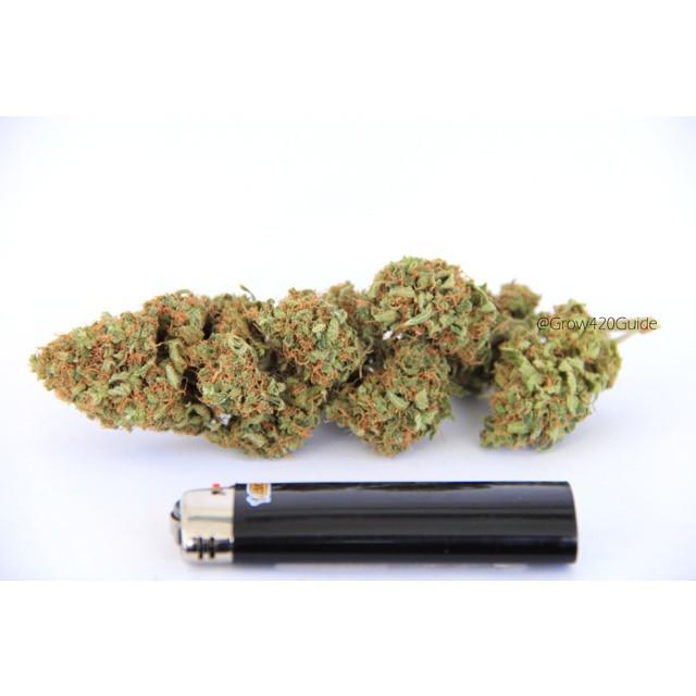 weedpraylove's tweet image. Feminized White cookies, single cola 8.5 gram nug! (5/5) @cropkingseeds #whitecookies #whitewidow #girlscoutcookies…