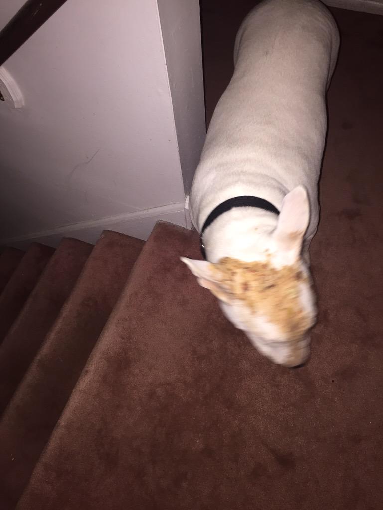 CliftonKevin94's tweet photo. My brother got so drunk last night that he threw up on my dog. http://t.co/WPwivQw7mc