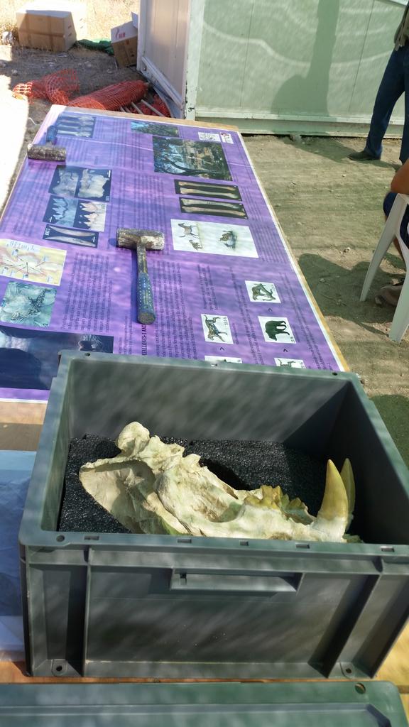 ManuelSalesa's tweet photo. Explaining our work with #sabertooths to the visitors of #Batallones2015 @MAntonPaleoart @Gemmula http://t.co/kXM4qgJLLi