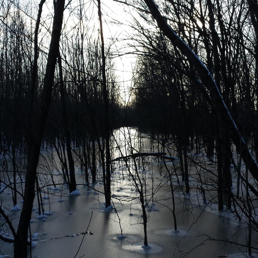 MomMusic's tweet image. What a difference seasons make @ShelbyBottoms #summergroth #iceswamp #samelocation