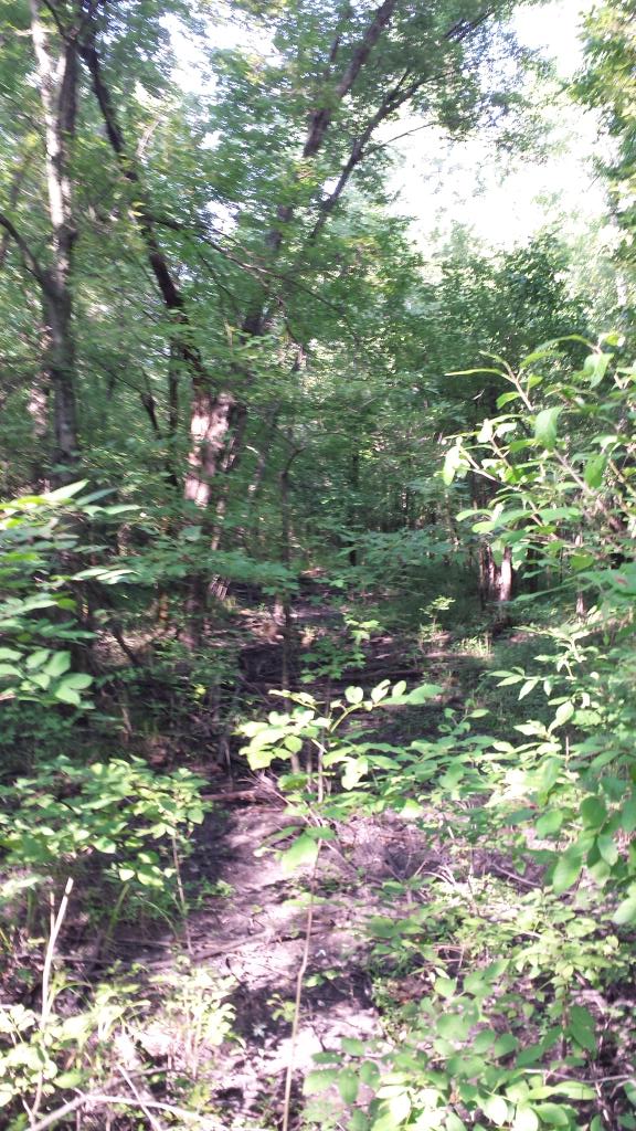 MomMusic's tweet image. What a difference seasons make @ShelbyBottoms #summergroth #iceswamp #samelocation