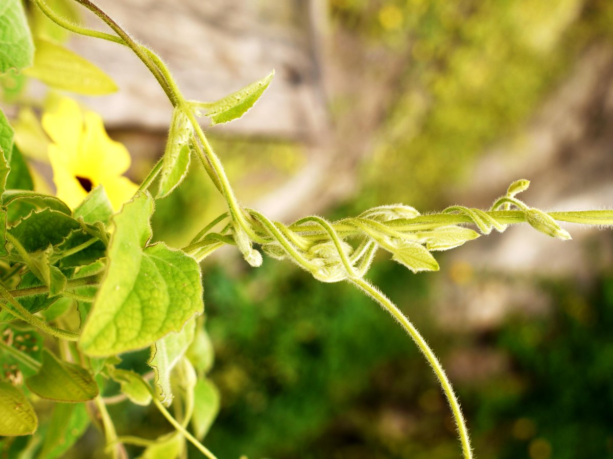 dannii_simmo's tweet photo. Nature entwining at the Eden Project, Cornwall #edenphotocomp #nature #beauty http://t.co/m8cJTKhaLW