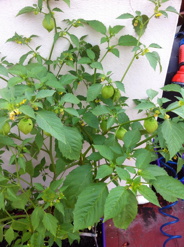 rafisa07's tweet image. Próximamente salsa verde😛😛