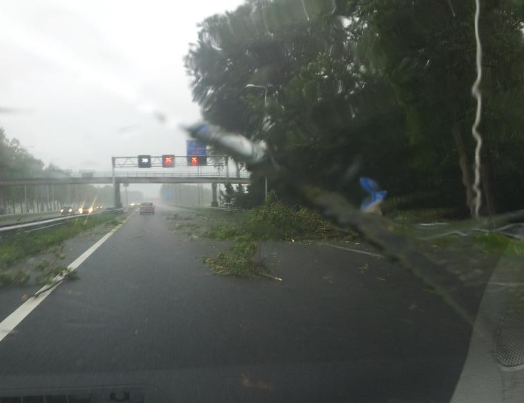 RWSverkeersinfo's tweet photo. Dit is echt levensgevaarlijk: grote takken waaien op de #A9 tussen Alkmaar en Uitgeest (foto: @fgeertsma64) http://t.co/12lCKz2wHm