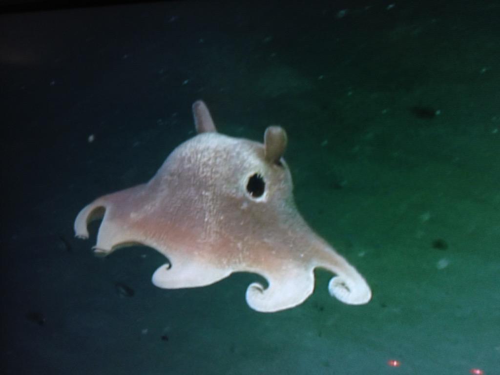 Top 10 dumbo octopus ideas and inspiration