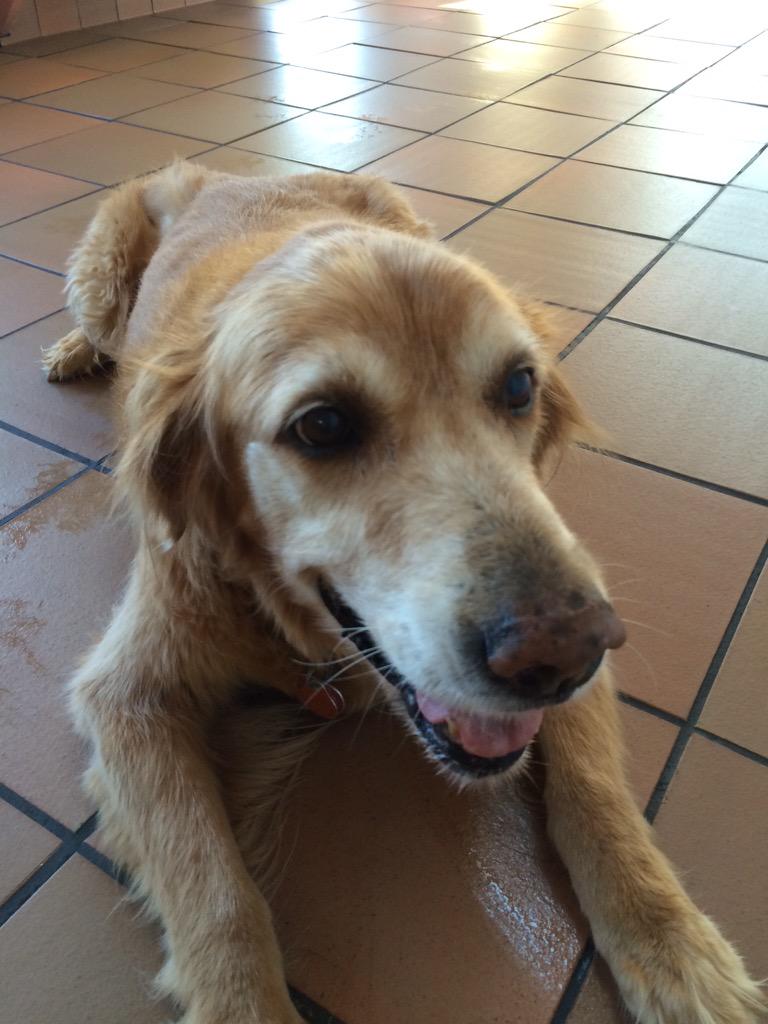 Tangulls_Salon's tweet photo. PLS keep  Blondey in ur prayers #nocancerplease. @GaryOvercash @ChrisButlerSC @CowboyGypsy @VaidaShelley @SprouseMatt http://t.co/UJvHigVhkm