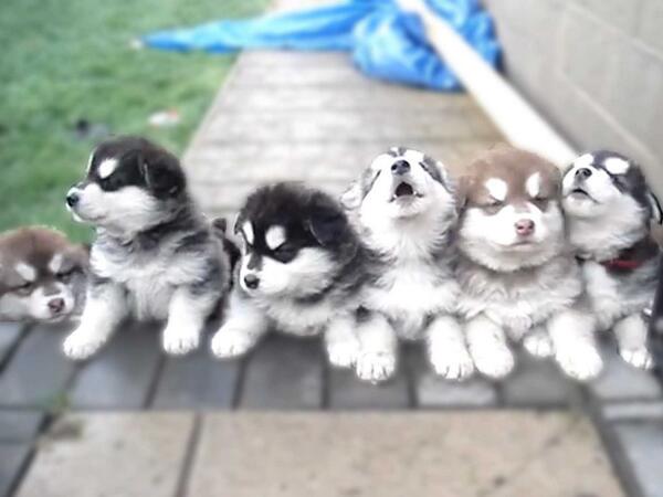 husky pups