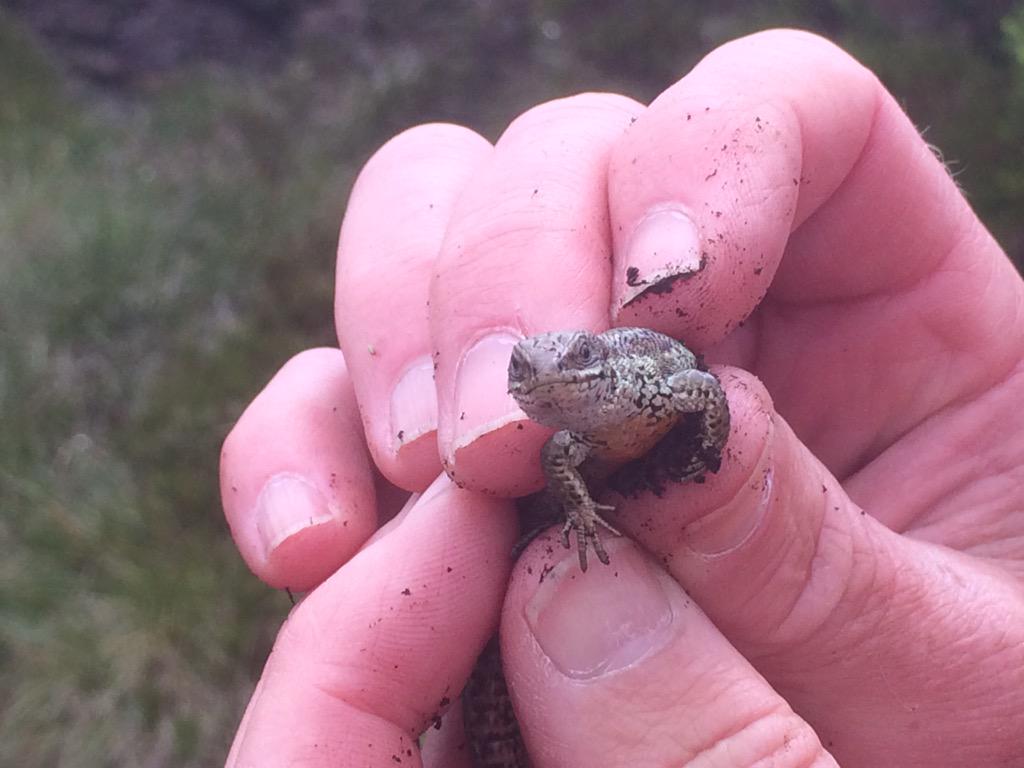 johnkinse's tweet photo. Ireland's only native reptile http://t.co/kUvM6j8knk