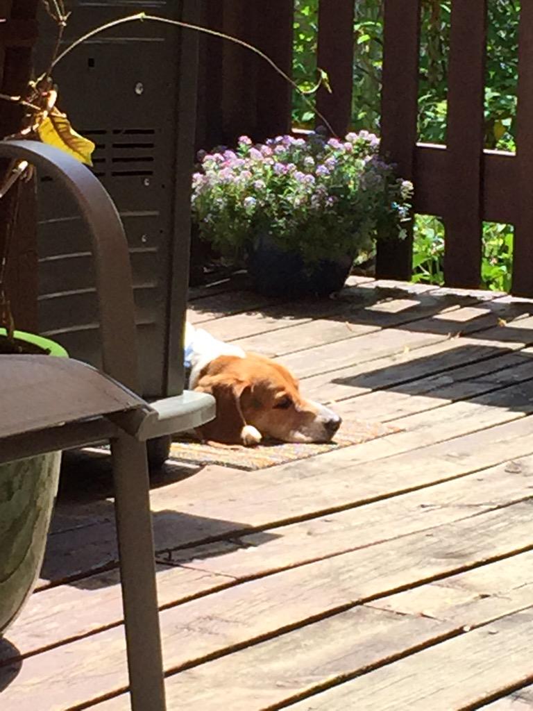 TaterBagle's tweet photo. Relaxing in the sunshine. http://t.co/PEzIShcC7o