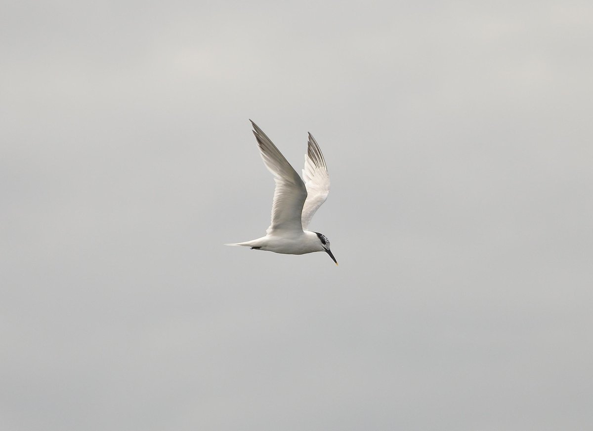 damian_money's tweet photo. Sandwich Tern at South Gare @clevelandbirds @teeswildlife @TeesCoast http://t.co/Qj5aq2SVWE