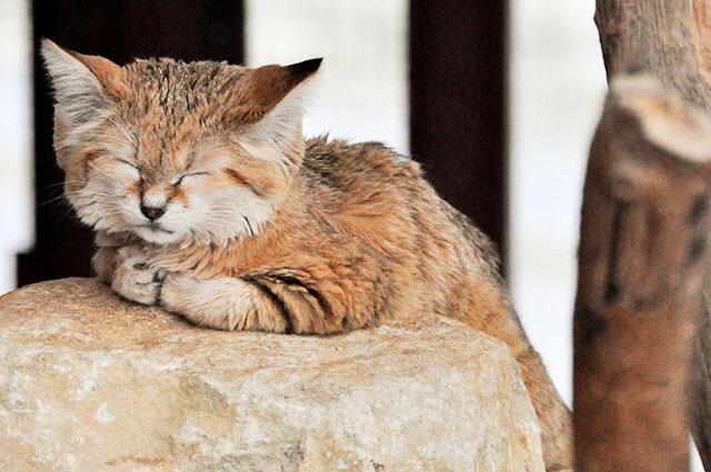 Buzztag_fr's tweet photo. Ces chats ont l’air de chatons même à l’âge adulte #chat #cat

Plus de photos → http://t.co/u7pjFhKUDP http://t.co/ts4Rfd1XWJ