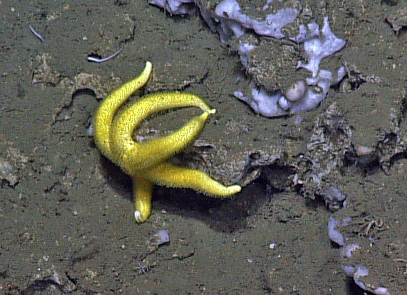 OceanObserving tweet picture