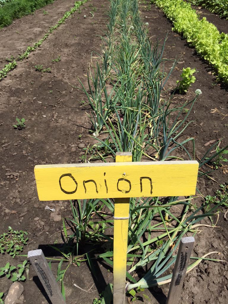 Feel free to join the #foodpatch movement here in Lakeville - just across the street from LifeTime.