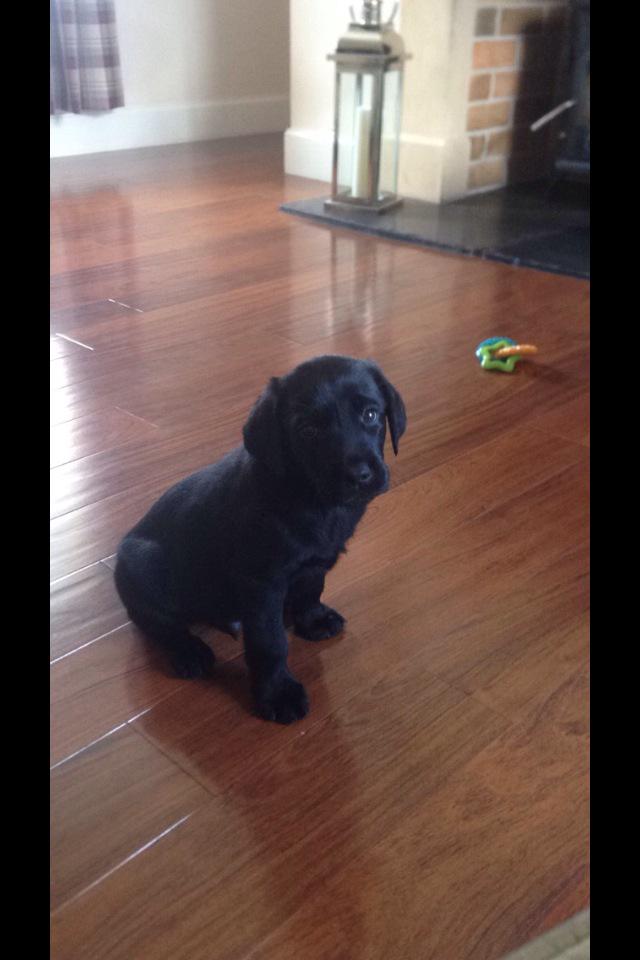 angus_d8's tweet photo. My new puppy 😍😍👍💪 http://t.co/u4pjkKXZJ3