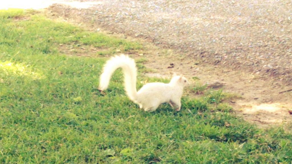MarandaDearest's tweet image. Saturday morning hanging out with the famous white squirrel in Trinity Bellwoods! #citymagic #whitesquirrel