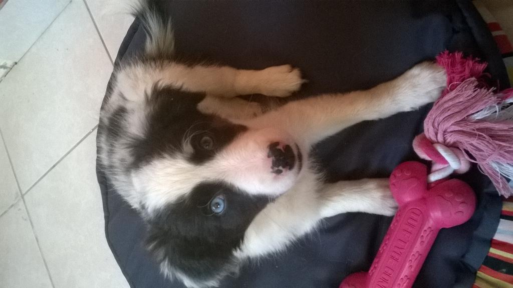 Monsieur_Pepper's tweet image. #Laika #Verron #2months #Babydog #Waf 🐶