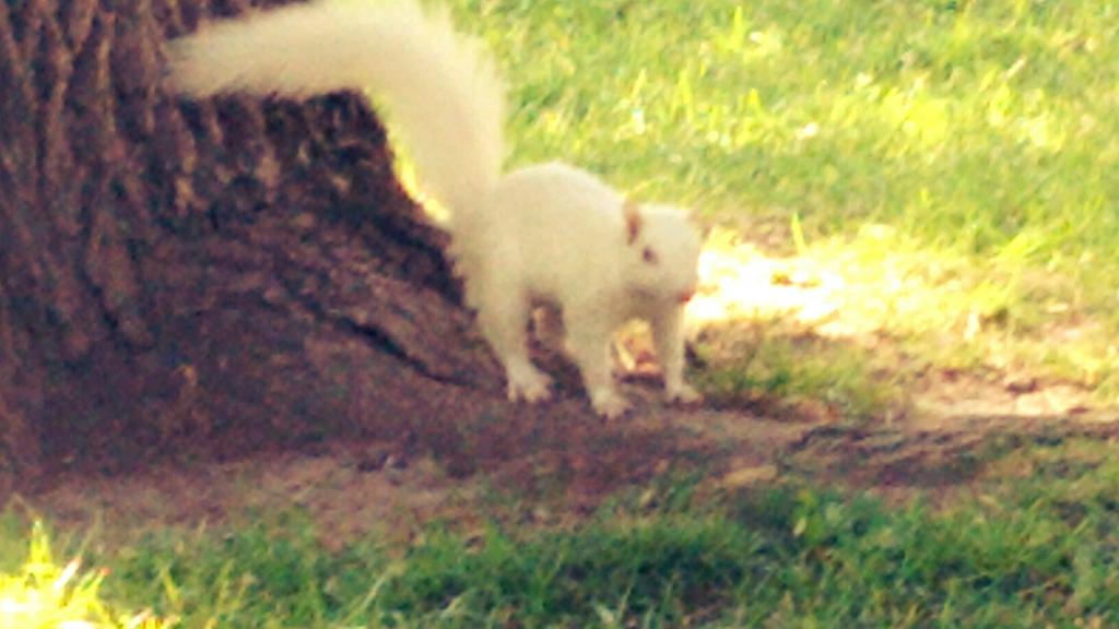 MarandaDearest's tweet image. Saturday morning hanging out with the famous white squirrel in Trinity Bellwoods! #citymagic #whitesquirrel