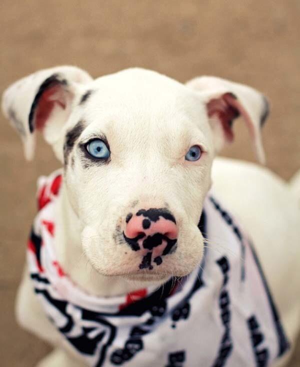 doggoals's tweet photo. WHAT A FACE http://t.co/inCUiG26Ut
