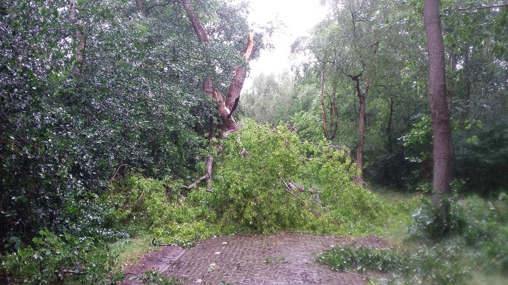 ErikvdSpekTexel's tweet image. Een poot van stokoude ligt over  Ploegelanderweg @NPTexel  jammer. Ruimen nog niet  verantwoord